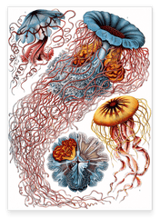 Ernst Haeckel - Quallen