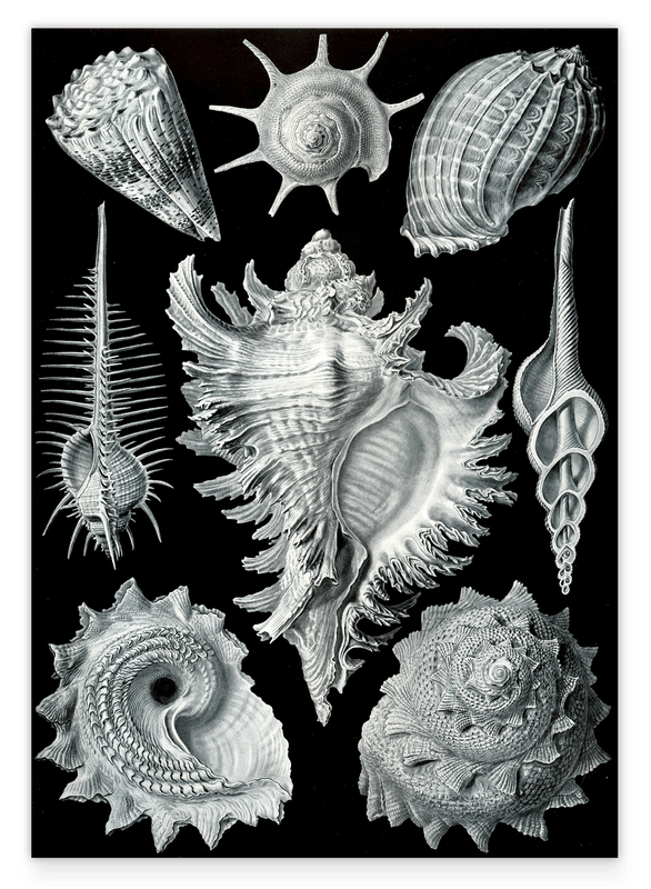 Ernst Haeckel - Seemuscheln und Schnecken