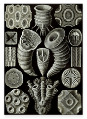 Ernst Haeckel - Kunstformen des Meeres