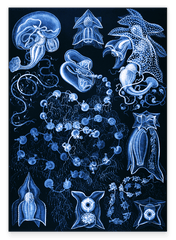 Ernst Haeckel - Kunstformen des Meeres in blau