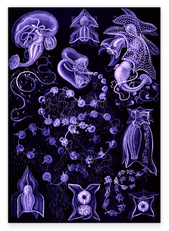 Ernst Haeckel - Kunstformen des Meeres in violett