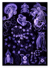 Ernst Haeckel - Kunstformen des Meeres in violett