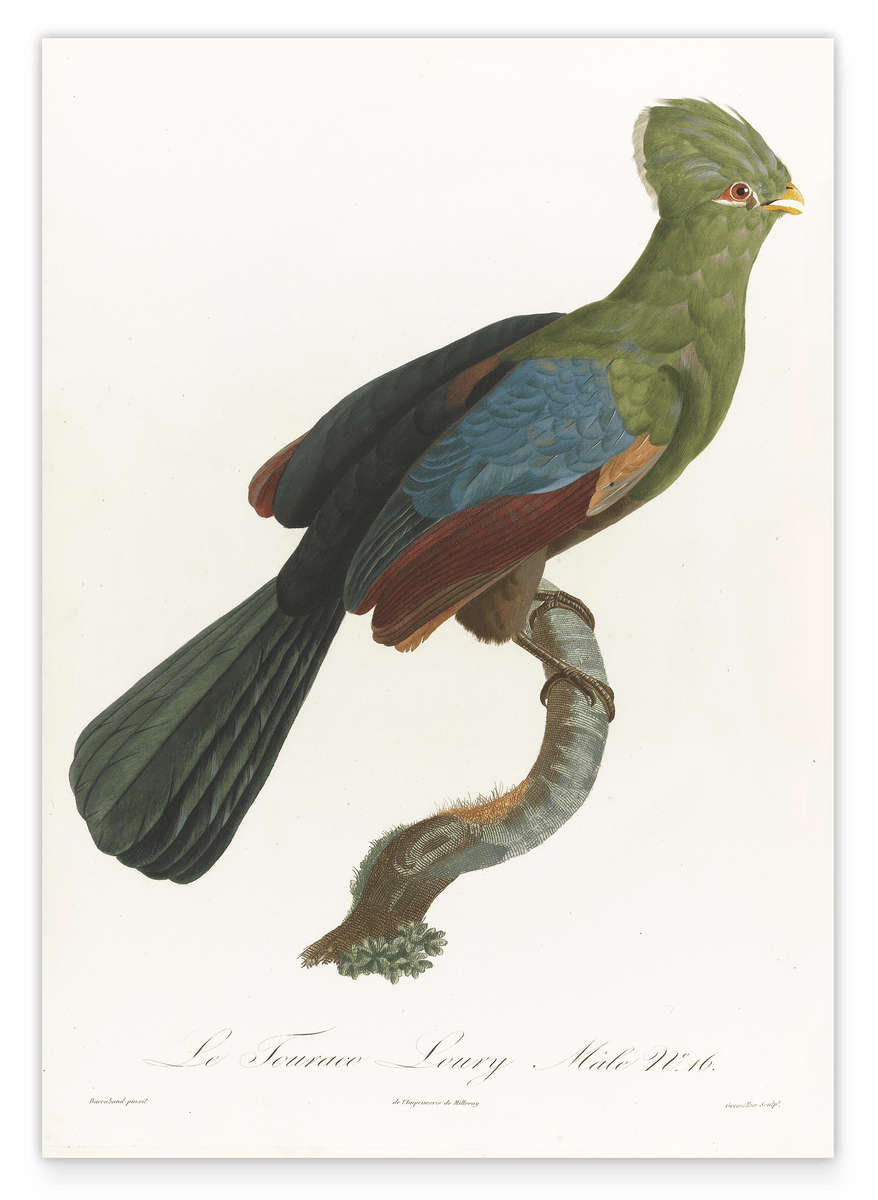 François Levaillant - Grüner Paradiesvogel