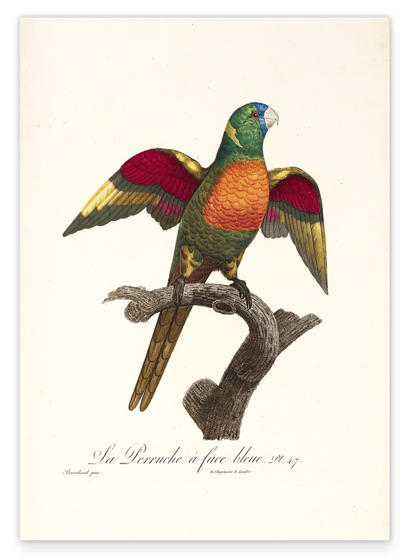 François Levaillant - Bunter Paradiesvogel