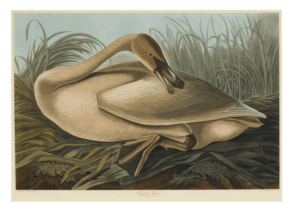 John James Audubon - Wildgans