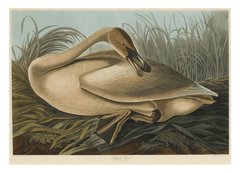 John James Audubon - Wildgans