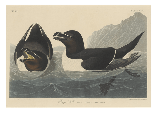 John James Audubon - Zwei Enten im Wasser