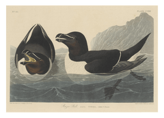 John James Audubon - Zwei Enten im Wasser