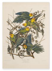 John James Audubon - Paradiesvögel