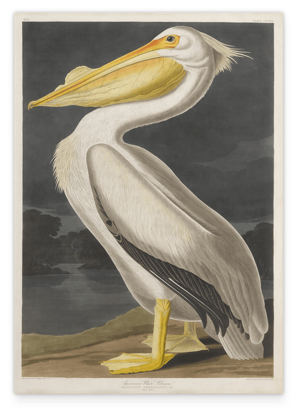 John James Audubon - Pelikan