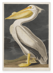 John James Audubon - Pelikan