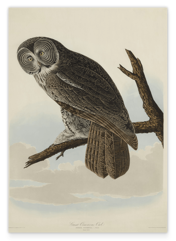 John James Audubon - Eule