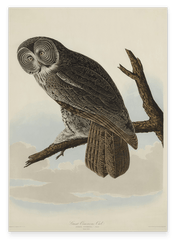 John James Audubon - Eule