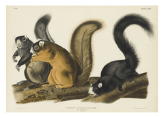 John James Audubon - Eichhörnchen