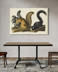 After Hover: John James Audubon - Eichhörnchen