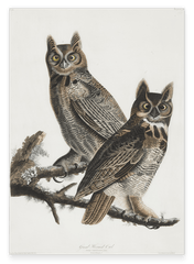 John James Audubon - Zwei Eulen