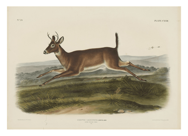 John James Audubon - Rennender Rehbock