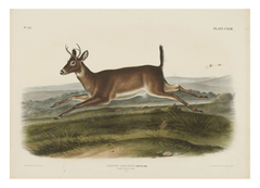 John James Audubon - Rennender Rehbock