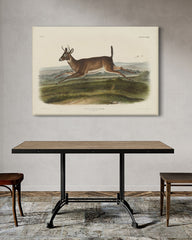 After Hover: John James Audubon - Rennender Rehbock