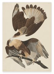 John James Audubon - Zwei Raubvögel