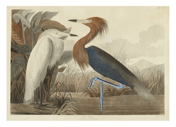 John James Audubon - Zwei Vögel am See