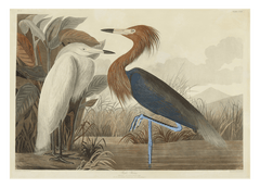 John James Audubon - Zwei Vögel am See