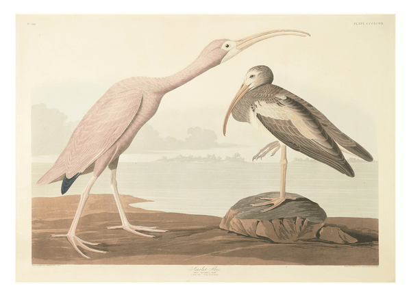 John James Audubon - Zwei Wasservögel