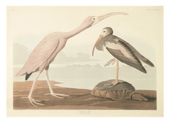 John James Audubon - Zwei Wasservögel