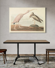 After Hover: John James Audubon - Zwei Wasservögel