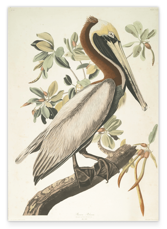 John James Audubon - Pelikan am Baum