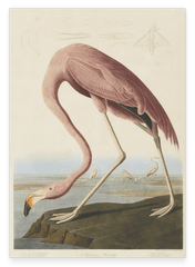 John James Audubon - Flamingo am Wasser I