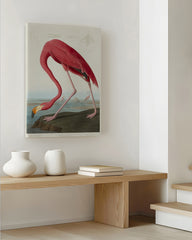 After Hover: John James Audubon - Flamingo am Wasser II