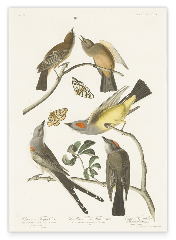 John James Audubon - Vögel auf Nahrungssuche