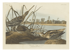 John James Audubon - Enten am Teich