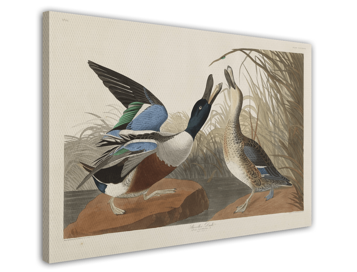 stretched-canvas