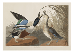 John James Audubon - Zwei Enten im Gefecht