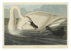 John James Audubon - Schwan auf Insektenjagd