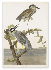 John James Audubon - Zwei Vögel auf einem Ast