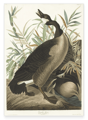 John James Audubon - Brütende Enten