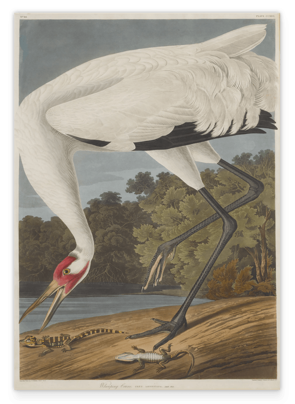 John James Audubon - Storch auf Nahrungssuche