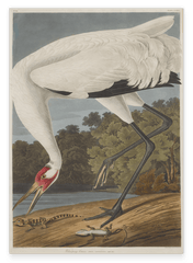 John James Audubon - Storch auf Nahrungssuche