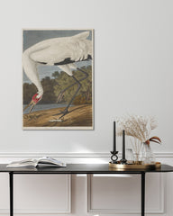 After Hover: John James Audubon - Storch auf Nahrungssuche
