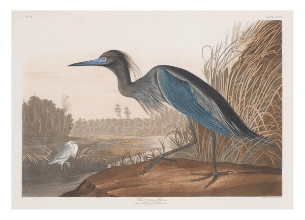 John James Audubon - Wasservögel am See