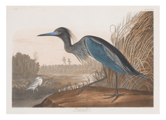 John James Audubon - Wasservögel am See