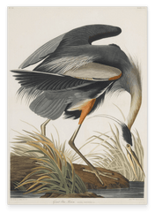 John James Audubon - Kranich auf Futtersuche