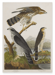 John James Audubon - Drei Greifvogelarten