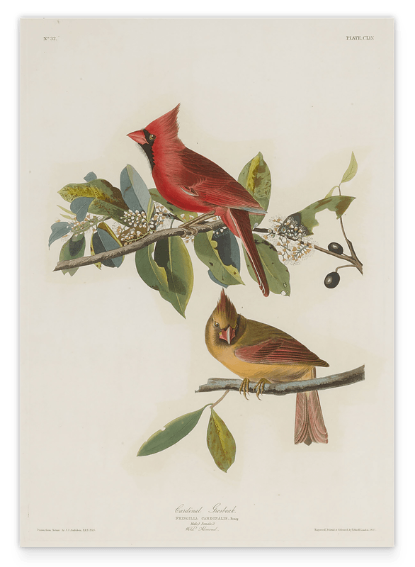 John James Audubon - Bunte Vögel auf Ästen