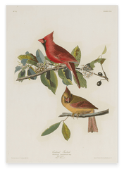 John James Audubon - Bunte Vögel auf Ästen