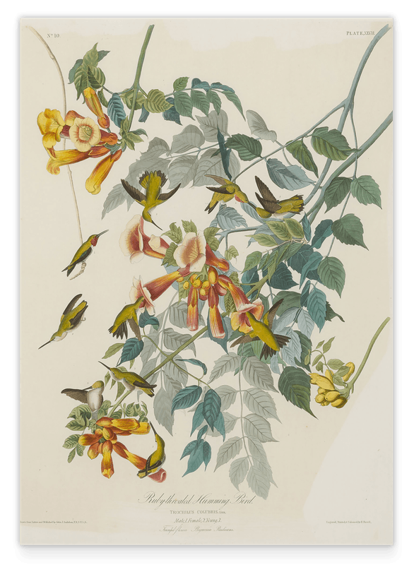 John James Audubon - Kolibris auf Nektarsuche