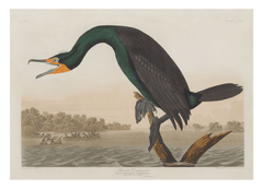 John James Audubon - Smaragdgrüner Wasservogel